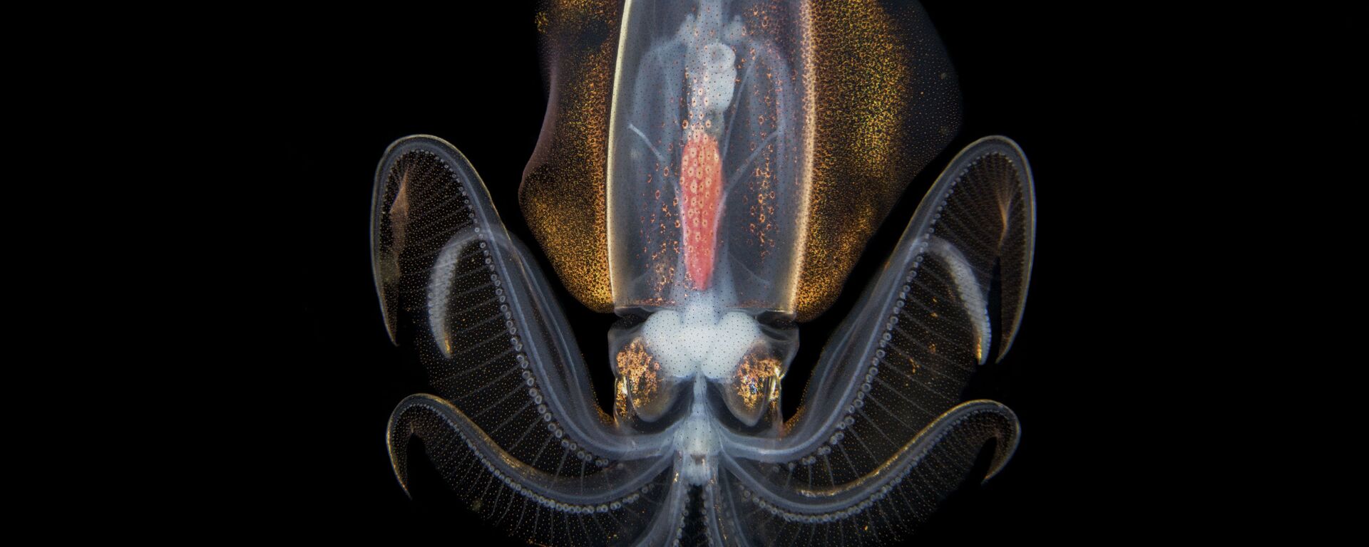 صورة بعنوان حلم الليل في المحيط، من سلسلة غالاكسي تحت الماء من قبل المصور الصيني المحترف سونغدا تشاي، مُدرجة في القائمة القصيرة لجائزة سوني العالمية للتصوير 2020 في فئة العالم الطبيعي والحياة البرية - سبوتنيك عربي, 1920, 04.04.2022