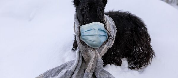 كلب يرتدي قناعا واقيا من فيروس كورونا، 11 فبراير 2020 - سبوتنيك عربي