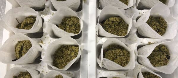 أكياس شاي محشوة بالقنب وغيرها من النباتات حيث تنتظر التعبئة النهائية - سبوتنيك عربي