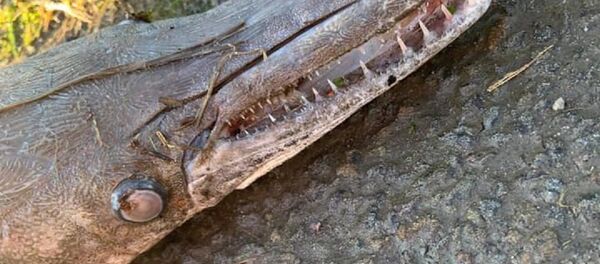 مخلوق غامض في ويلز، بريطانيا - سبوتنيك عربي