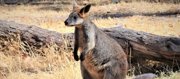 الكشف عن حيوان قادر على الحمل أثناء فترة الحمل - سبوتنيك عربي