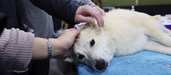 كلب مريض - سبوتنيك عربي