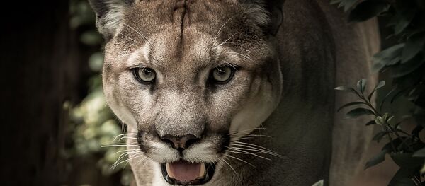 أسد الجبال يحاول افتراس شرطيا من عنقه وزميله يتدخل في الوقت المناسب - سبوتنيك عربي