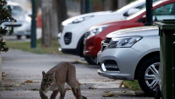 استغل أسد الجبال، الحيوان المفترس، خلاء شوارع عاصمة تشيلي، سانتياغو، فرض حظر التجول لاحتواء فيروس كورونا 24 مارس 2020 استغل أسد الجبال، الحيوان المفترس، خلاء شوارع عاصمة تشيلي، سانتياغو، فرض حظر التجول لاحتواء فيروس كورونا 24 مارس 2020 - سبوتنيك عربي