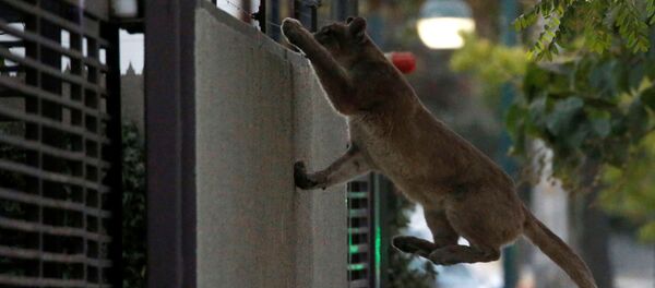 استغل أسد الجبال، الحيوان المفترس، خلاء شوارع عاصمة تشيلي، سانتياغو، فرض حظر التجول لاحتواء فيروس كورونا 24 مارس 2020 - سبوتنيك عربي