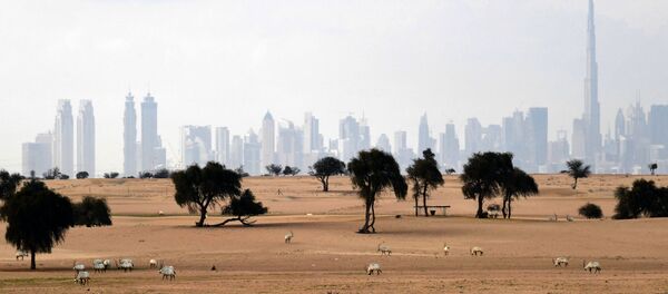 المها الأبيض في مرعى بالقرب من دبي، الإمارات العربية المتحدة 25  مارس 2020 - سبوتنيك عربي