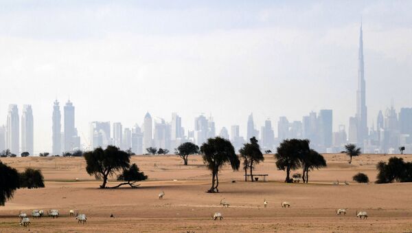 المها الأبيض في مرعى بالقرب من دبي، الإمارات العربية المتحدة 25  مارس 2020 - سبوتنيك عربي