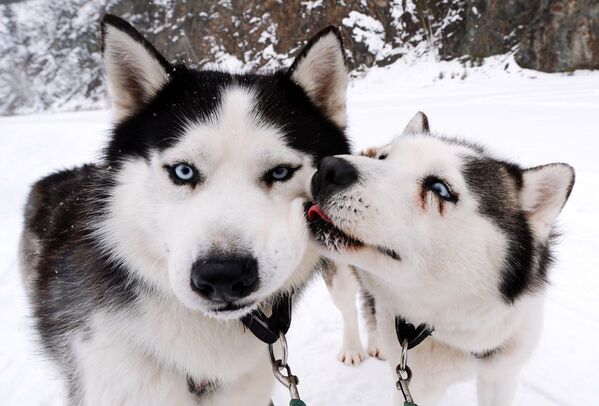 كلاب هاسكي السيبيرية من فريق رويف روتشي في حديقة للنباتات والحيوانات، بعد سباق طوله 10 كيلومترات استعدادًا لمنافسات التزلج في إقليم كراسنويارسك الروسي، 4 مارس 2020 - سبوتنيك عربي