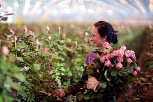 موظفة في الدفيئة غرين هاوس تعمل في جمهورية أديغيا الروسية، 3 مارس 2020 - سبوتنيك عربي