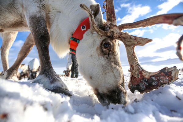 حيوانات الرنة الشمالية في مزرعة تندرا للإنتاج التعاوني في منطقة مورمانسك الروسية، 10 مارس 2020 - سبوتنيك عربي