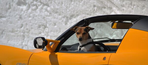 كلب يجلس في مقعد السائق - سبوتنيك عربي