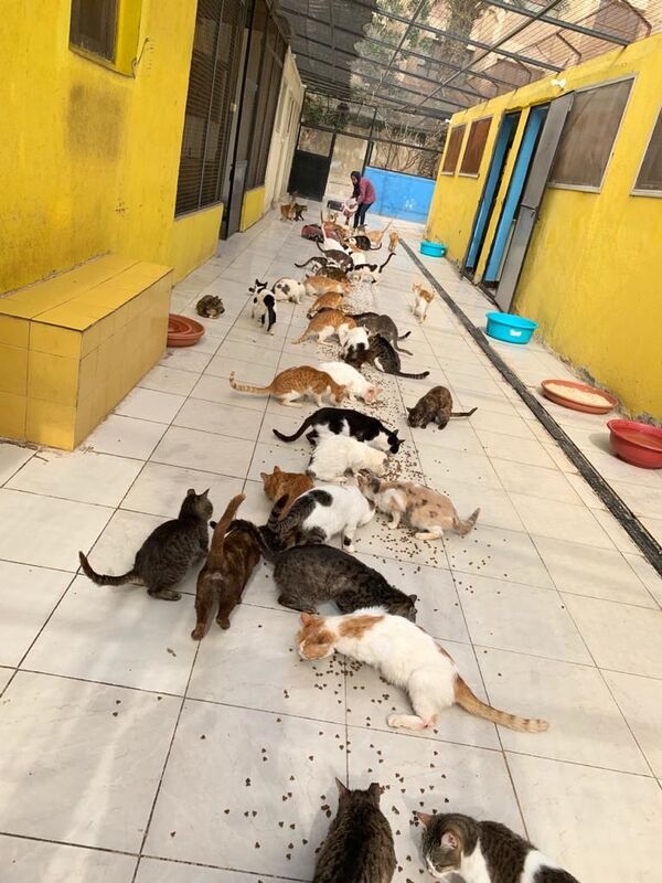 بالصور... سيدتان مصريتان تستقبلان القطط والكلاب من الشوارع بعد تخلص أصحابها منها - سبوتنيك عربي