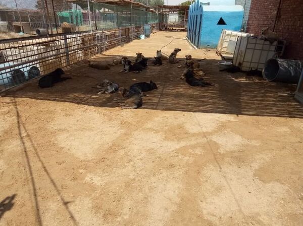 بالصور... سيدتان مصريتان تستقبلان القطط والكلاب من الشوارع بعد تخلص أصحابها منها - سبوتنيك عربي