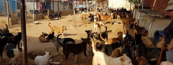بالصور... سيدتان مصريتان تستقبلان القطط والكلاب من الشوارع بعد تخلص أصحابها منها - سبوتنيك عربي