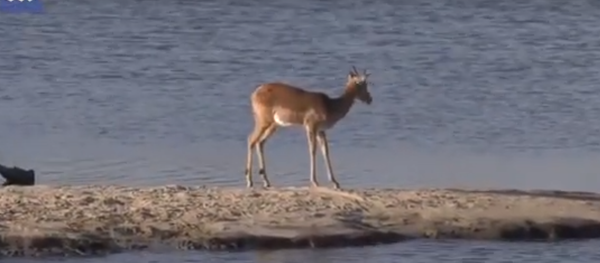 غزالة تحاول الهرب من تمساح وفرس النهر  - سبوتنيك عربي