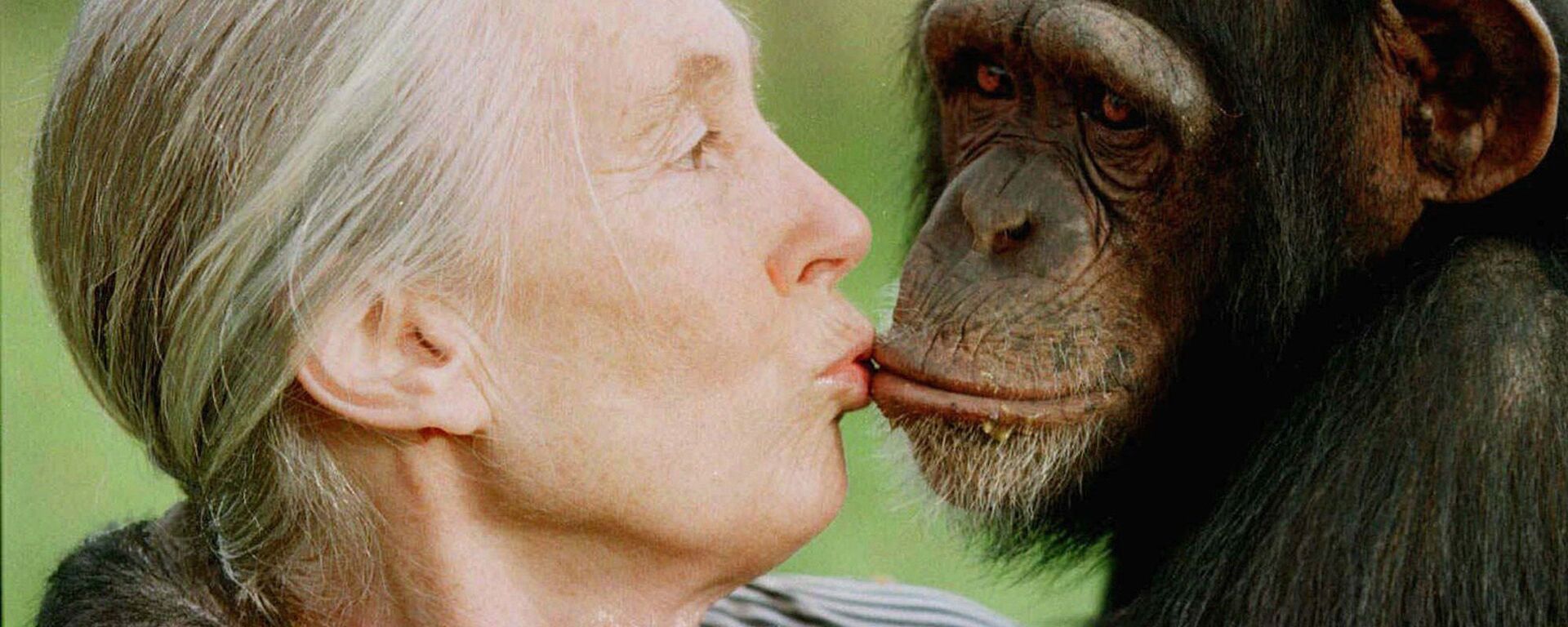 جين غودال تعطي قبلة صغيرة إلى تيس أنثى الشمبانزي في محمية سويتواترز شمبانزي بالقرب من نانيوكي شمال نيروبي - سبوتنيك عربي, 1920, 17.06.2020