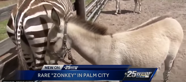  ولادة حيوان هجين من الحمار والحمار الوحشي زونكي - سبوتنيك عربي