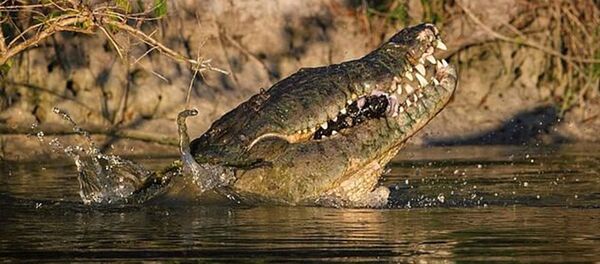 تمساح  - سبوتنيك عربي