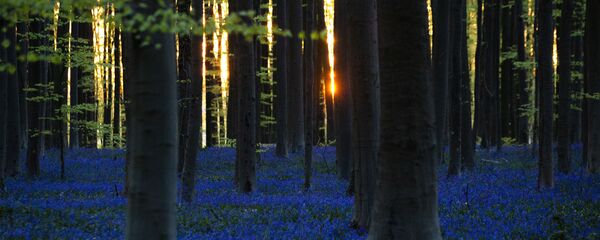 تفتح أزهار الخزامى (نبات خيري البر) في غابة هالربوس في هاله، خلال زمن انتشار فيروس كورونا (كوفيد-19) في بلجيكا، 16 أبريل 2020 تفتح أزهار الخزامى (نبات خيري البر) في غابة هالربوس في هاله، خلال زمن انتشار فيروس كورونا (كوفيد-19) في بلجيكا، 16 أبريل 2020 - سبوتنيك عربي