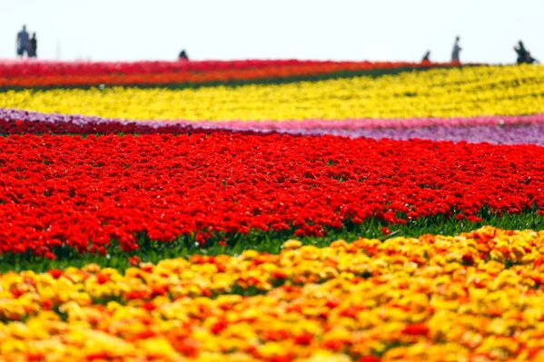 تفتح زهور التوليب في حقل  في غرفنبرويش، خلال زمن انتشار فيروس كورونا (كوفيد-19)، ألمانيا، 16 أبريل 2020 - سبوتنيك عربي