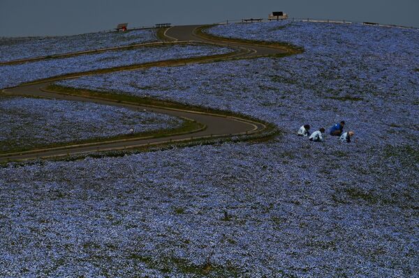 عمال يجمعون الأعشاب الضارة في حقل مزهرهيتاشي سيسايد بارك، خلال زمن انتشار فيروس كورونا (كوفيد-19)، اليابان، 15 أبريل 2020 - سبوتنيك عربي