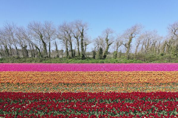 منظر جوي لحقول أزهار التيوليب في بلومور، خلال زمن انتشار فيروس كورونا (كوفيد-19)، غرب فرنسا، 8 أبريل 2020 - سبوتنيك عربي
