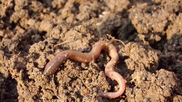 دودة الأرض - سبوتنيك عربي