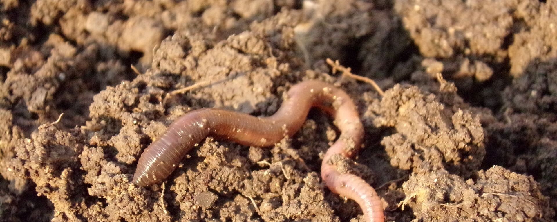 دودة الأرض - سبوتنيك عربي, 1920, 25.03.2021