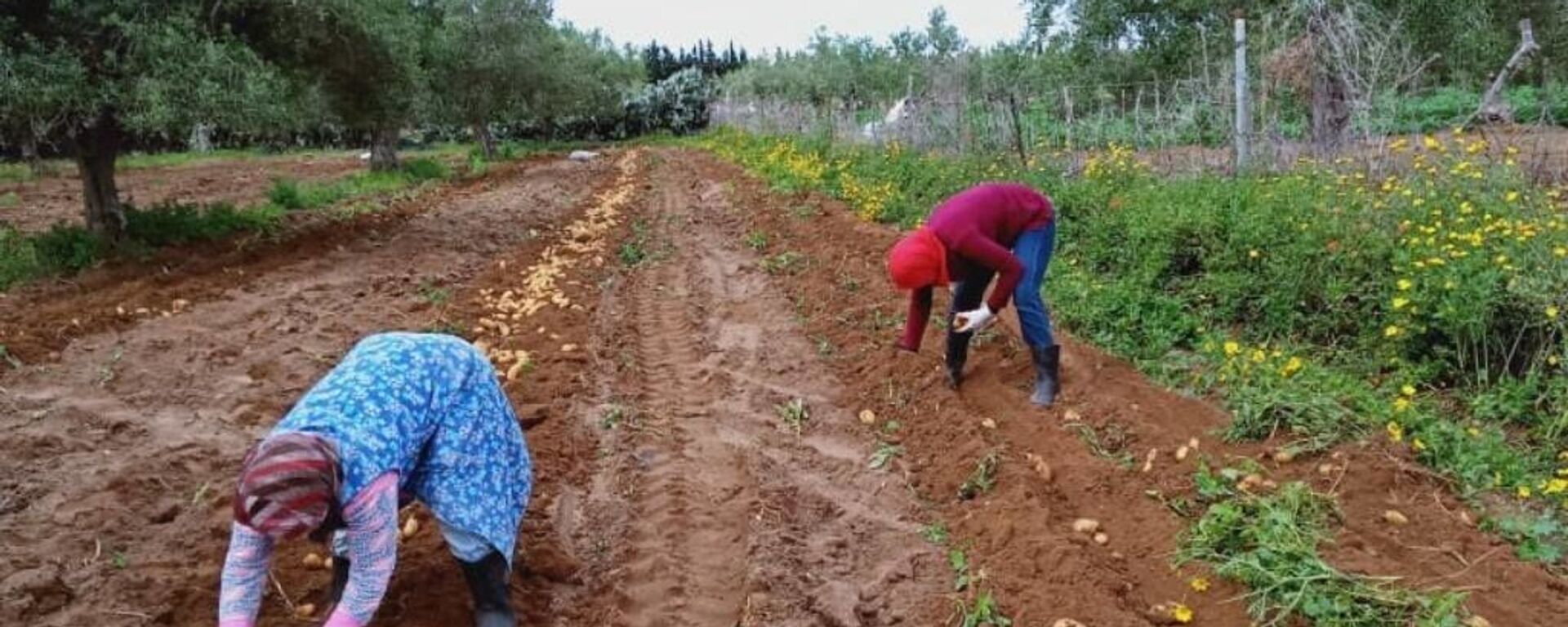 فلاحات تونس - سبوتنيك عربي, 1920, 21.04.2020