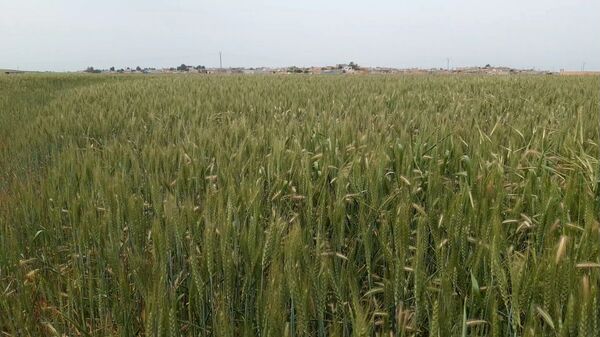 وجه آخر للحرب بين سوريا والميلشيات الأمريكية شرق الفرات... القمح وجه آخر للحرب بين سوريا والميلشيات الأمريكية شرق الفرات... القمح - سبوتنيك عربي