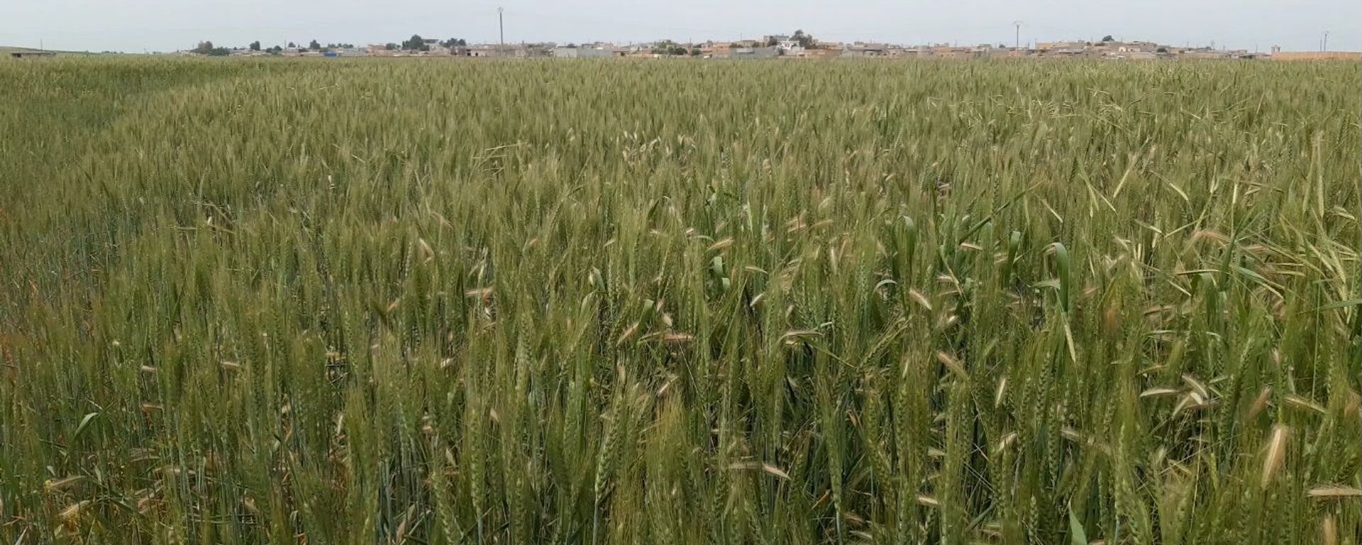 سنابل القمح - سبوتنيك عربي, 1920, 08.04.2022