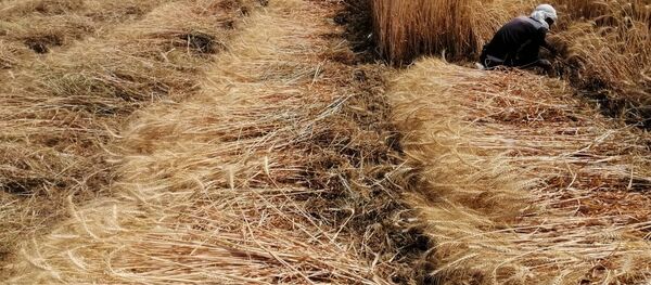 حصاد القمح  - سبوتنيك عربي