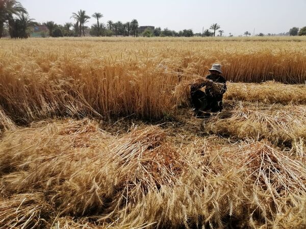 حصاد القمح حدوتة مصرية قديمة... بالصور حصاد القمح حدوتة مصرية قديمة... بالصور - سبوتنيك عربي