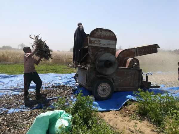 حصاد القمح حدوتة مصرية قديمة... بالصور حصاد القمح حدوتة مصرية قديمة... بالصور - سبوتنيك عربي