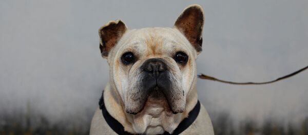 كلب البولدوغ - سبوتنيك عربي