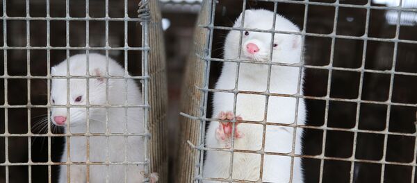 المنك ينظر من قفص في مزرعة الفراء في قرية ليتوسوفو على بعد 200 كيلومتر (125 ميلا) شمال شرق مينسك في روسيا البيضاء - سبوتنيك عربي