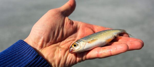 سمكة - سبوتنيك عربي