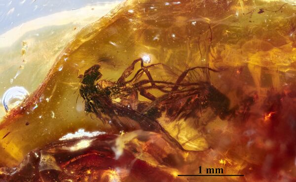 الكهرمان يثبت ذباباتين بوضع عاطفي لملايين السنين... صورة  - سبوتنيك عربي