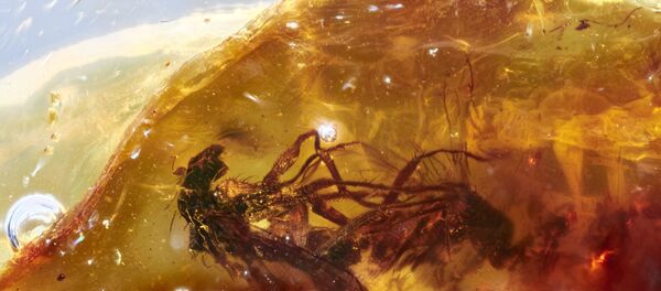 تزاوج بين ذبابتين في الكهرمان - سبوتنيك عربي