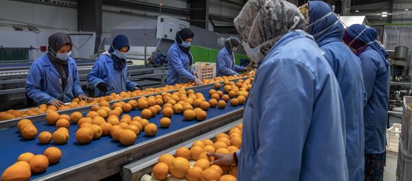 عمال شركة تصدير الزراعة والفاكهة المصرية غامكو يرتدون أقنعة الوجه كإجراء وقائي بسبب جائحة فيروس كورونا حيث يقومون بتجميع البرتقال للتصدير في مصنع في محافظة الإسكندرية - سبوتنيك عربي