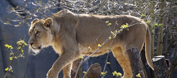 لبوة  - سبوتنيك عربي