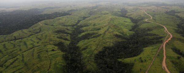 قطع غابات الأمازون - سبوتنيك عربي