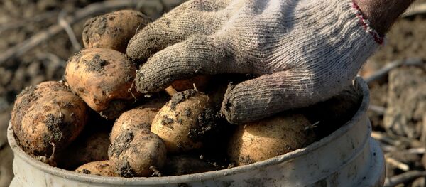 جمع البطاطا في مزرعة  - سبوتنيك عربي