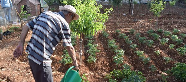 اللبنانيون يتجهون للزراعة بسبب كورونا وتفاقم الأزمة الاقتصادية اللبنانيون يتجهون للزراعة بسبب كورونا وتفاقم الأزمة الاقتصادية - سبوتنيك عربي