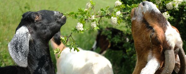 ماعز من ماعز الأنجلونوبيان هي سلالة ماعز في بريطانيا، في مزرعة فرعية خاصة في كراسنودارسكي كراي، روسيا - سبوتنيك عربي