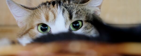 قطة في مأوى للحيوانات - سبوتنيك عربي