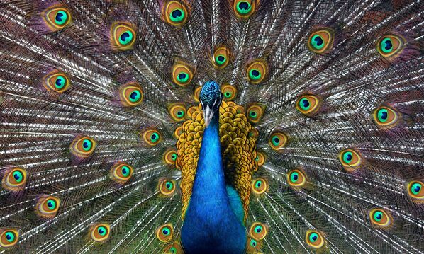 طائر الطاووس خلال رقصة التزاوج في حديقة رويف روتشي في مدينة كراسنويارسك، روسيا 26  مايو/ أيار 2020 - سبوتنيك عربي