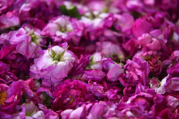 قرية سورية ينام فيها الثلج لتصحو الوردة الشامية... فيديو وصور - سبوتنيك عربي