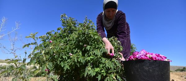 قرية المراح شمال العاصمة دمشق، سوريا - سبوتنيك عربي