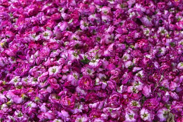 قرية سورية ينام فيها الثلج لتصحو الوردة الشامية... فيديو وصور - سبوتنيك عربي